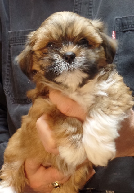 7 month old Lhasa puppy