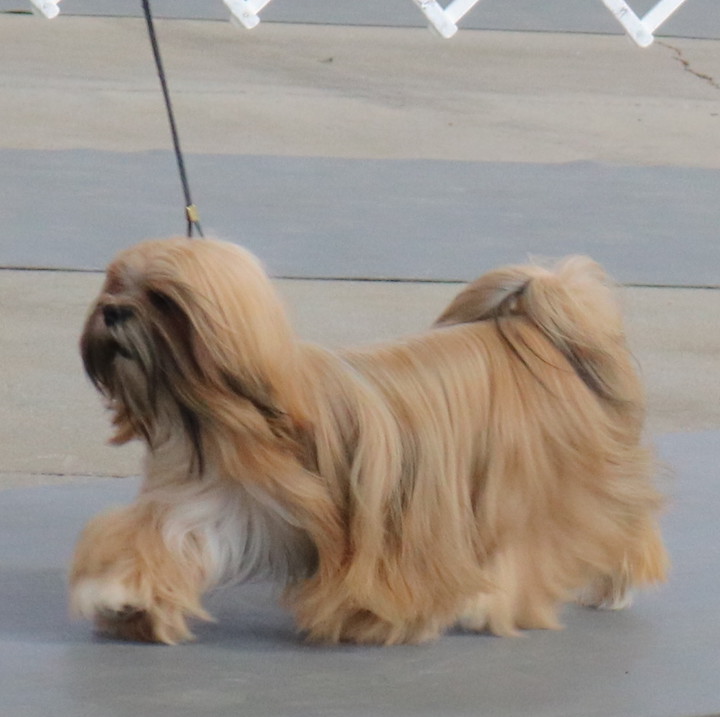 Lhasa moving in show ring.