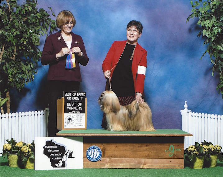 Lhasa Apso on winners podium