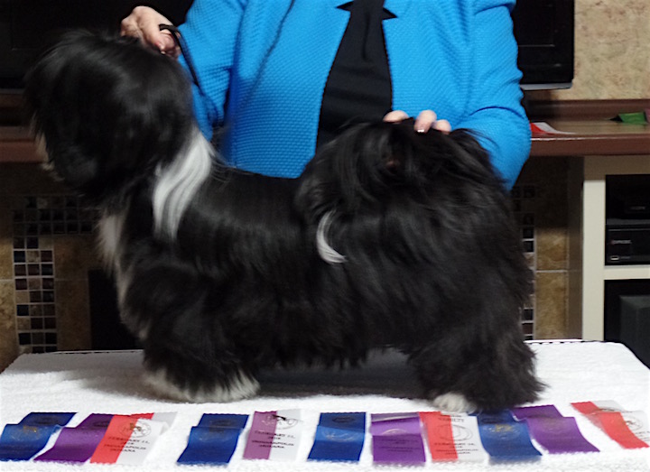 3 month old black Lhasa puppy