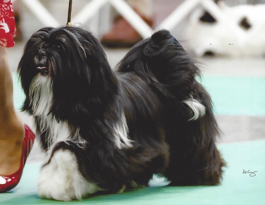 black Lhasa Apso moving in show ring