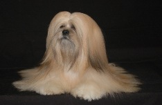 Lhasa Apso picture