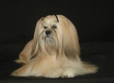 gold lhasa apso