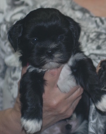 black Lhasa puppy