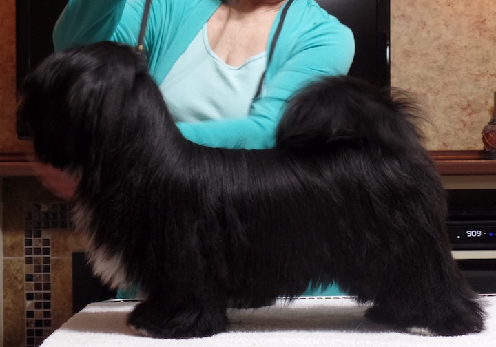 black Lhasa puppy
