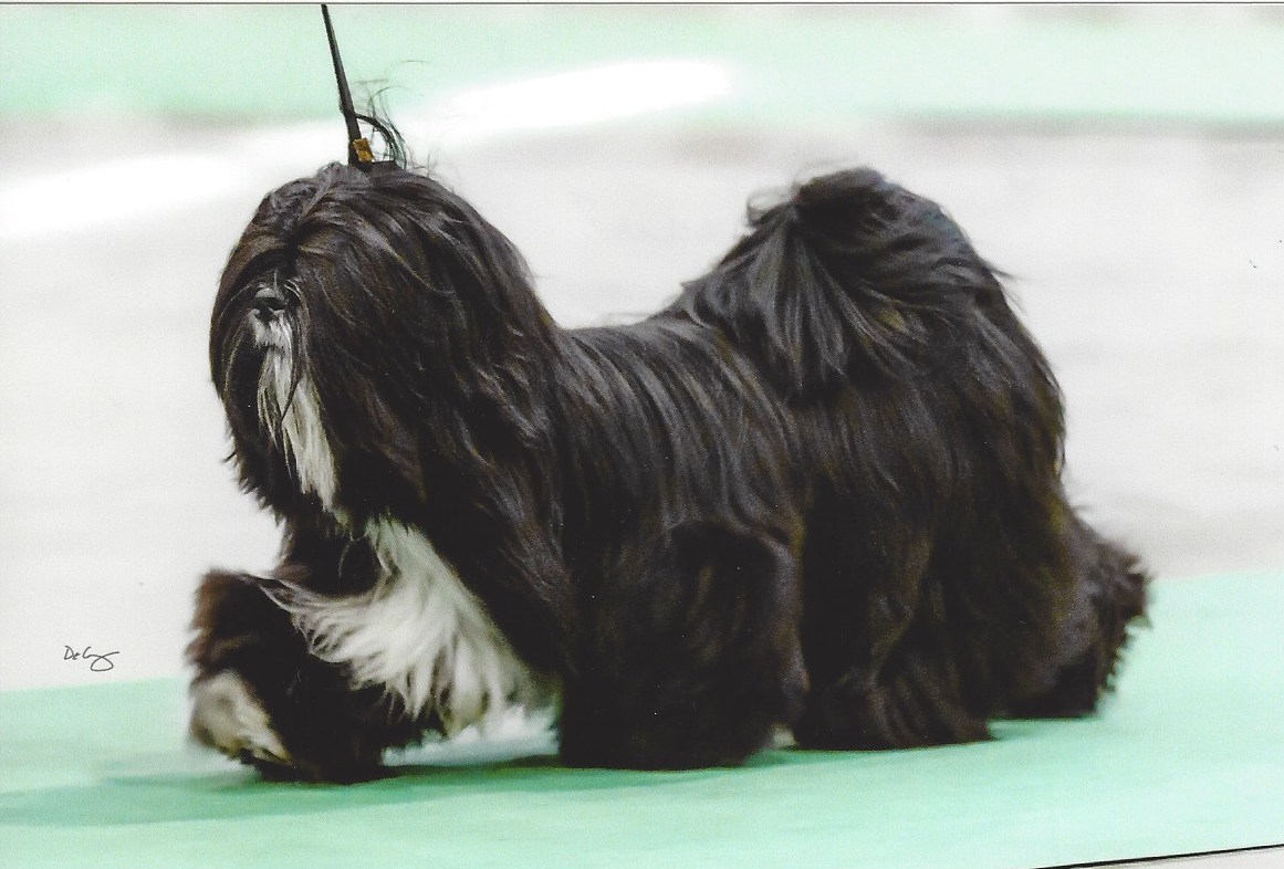 black Lhasa moving in show ring