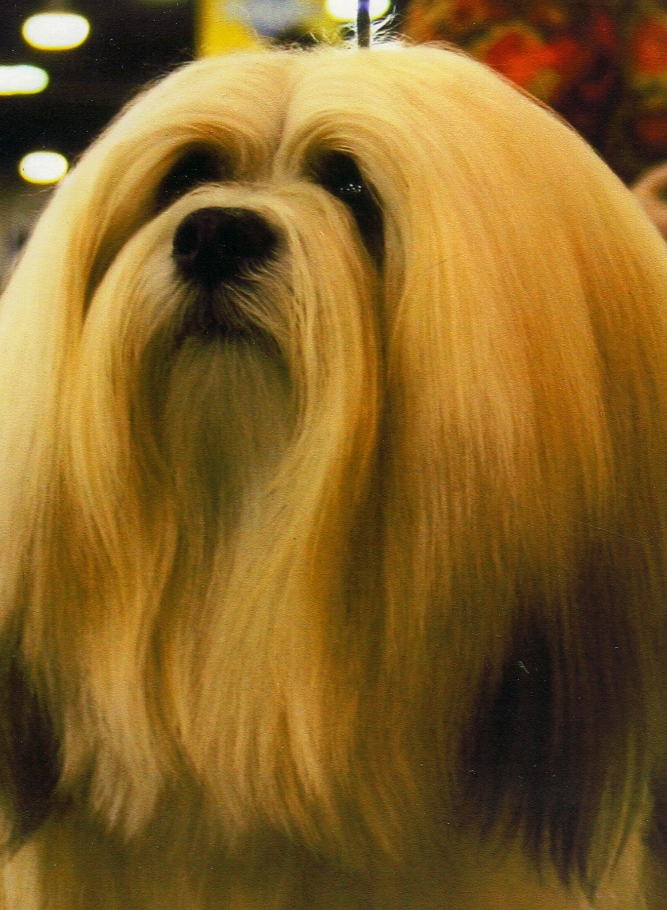 head study lhasa apso