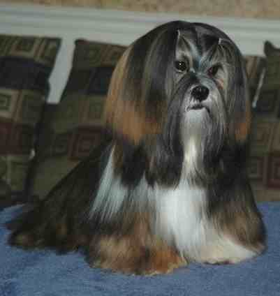 lhasa apso