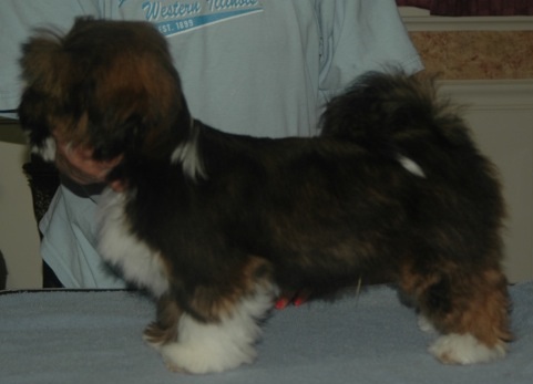 Lhasa puppy