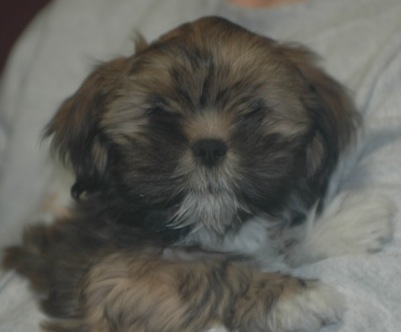 gold Lhasa apso 11 week old puppy 