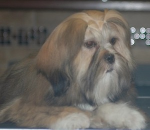 gold Lhasa apso 6 months