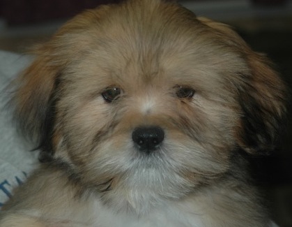 lhasa puppy