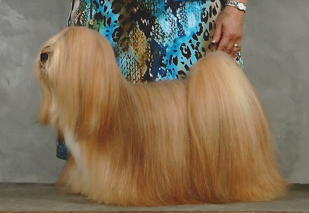 gold Lhasa Apso