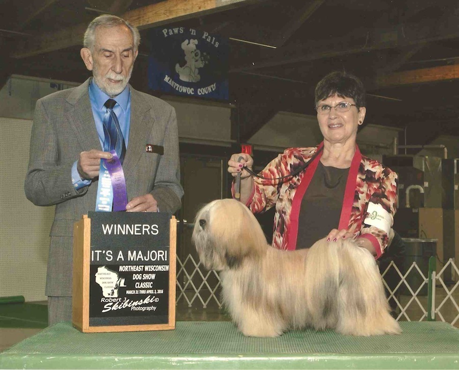 Lhasa at dog show