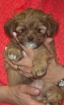 6 week old Lhasa apso