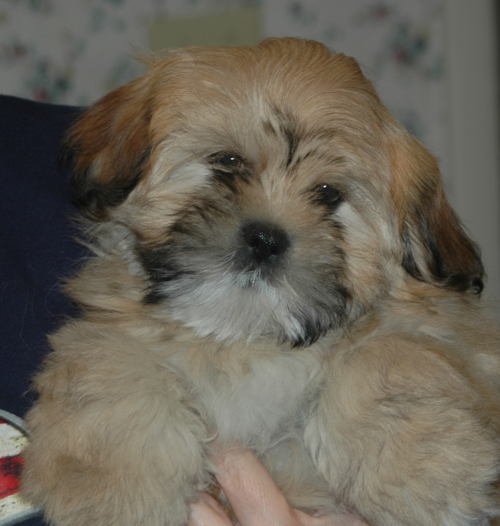 lhasa puppy 3 months old