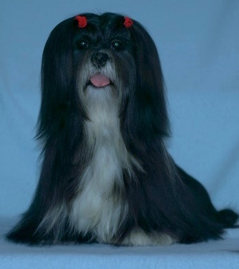 black lhasa sitting