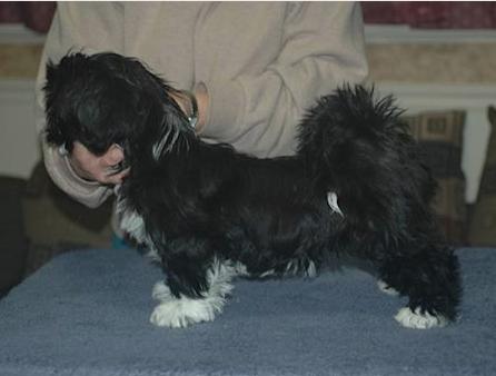 black lhasa puppy