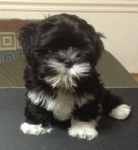 black lhasa puppy