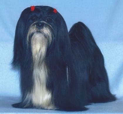 black lhasa standing