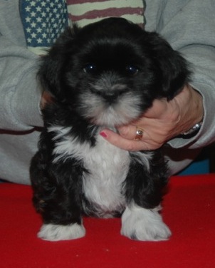 black lhasa puppy