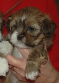 5 week old lhasa puppy