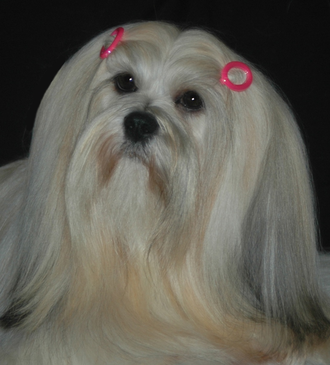 lhasa apso