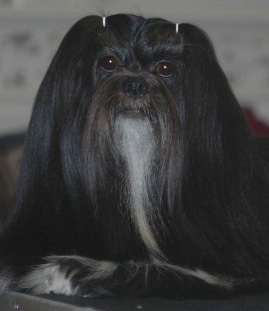 black Lhasa apso