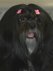 Black Lhasa