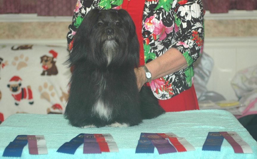 black Lhasa