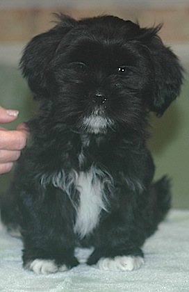 black Lhasa puppy