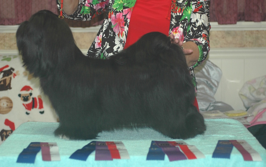 black Lhasa 