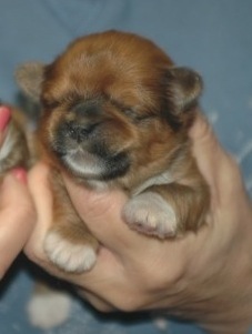 1 week old puppy