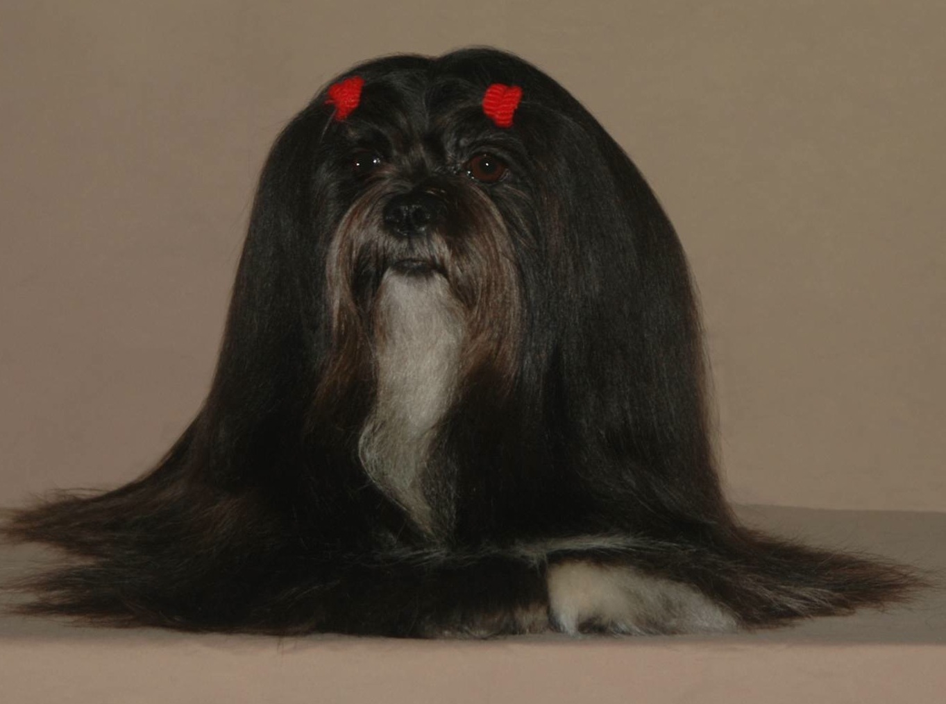 black lhasa apso face