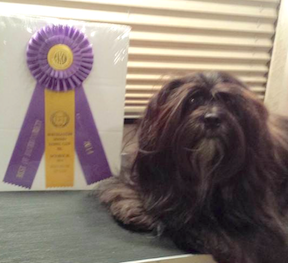 black Lhasa apso