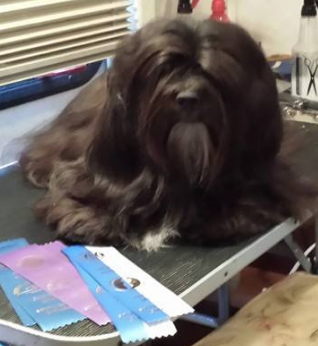 black Lhasa apso