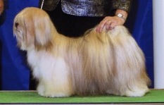 lt gold lhasa