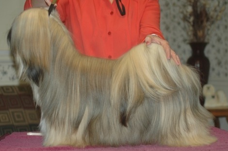 Adult Lhasa