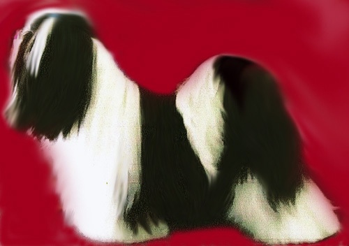 black and white particolor Lhasa