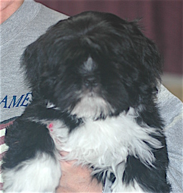 3 month old black Lhasa puppy