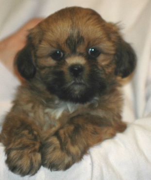 red lhasa puppy