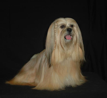 lt gold Lhasa sitting