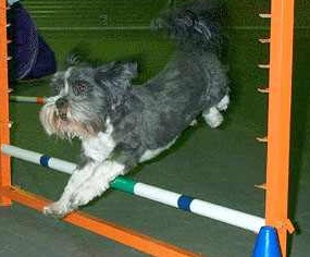 Lhasa going over agility jump